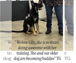 Small #1 German Shepherd Dog