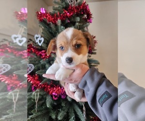 American Corgi Puppy for sale in WARRENS, WI, USA