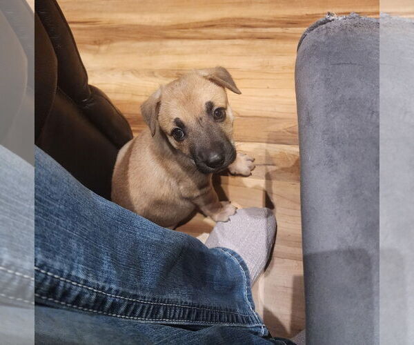 Medium Photo #2 German Shepherd Dog-Unknown Mix Puppy For Sale in Fargo, ND, USA