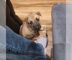 Small #1 German Shepherd Dog Mix