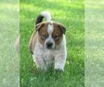 Small Photo #7 Australian Cattle Dog Puppy For Sale in NEW YORK MILLS, MN, USA