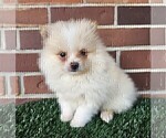 Pomeranian Near - Female Pomeranian Puppy for Sale - Photo #18