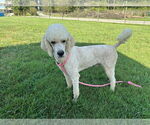 Small #9 Labradoodle