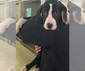 Labrador Retriever-Unknown Mix Dogs for adoption in Sterling, MA, USA