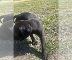 Small #2 Cane Corso