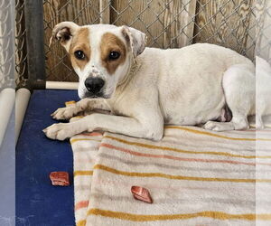 Boxer-Unknown Mix Dogs for adoption in El Centro, CA, USA