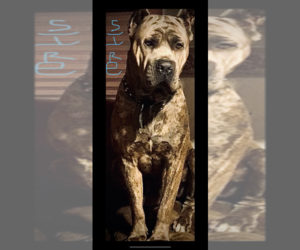 Father of the Cane Corso puppies born on 05/16/2022