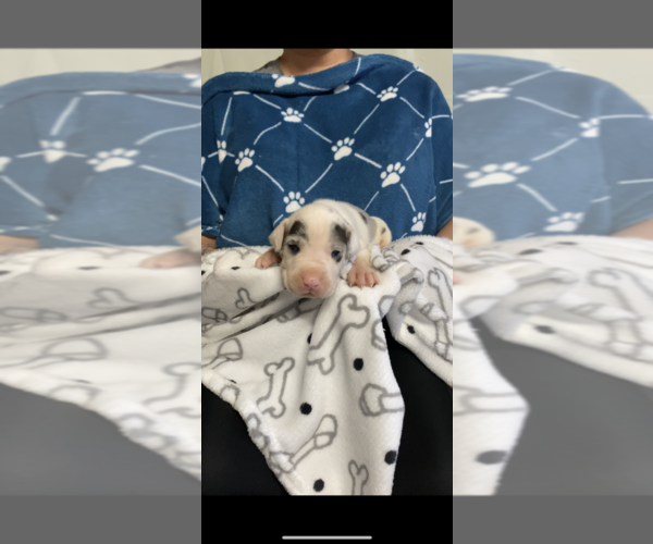 Medium Photo #9 Great Dane Puppy For Sale in FONTANA, CA, USA