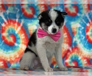 Pomsky Puppy for sale in LANCASTER, PA, USA