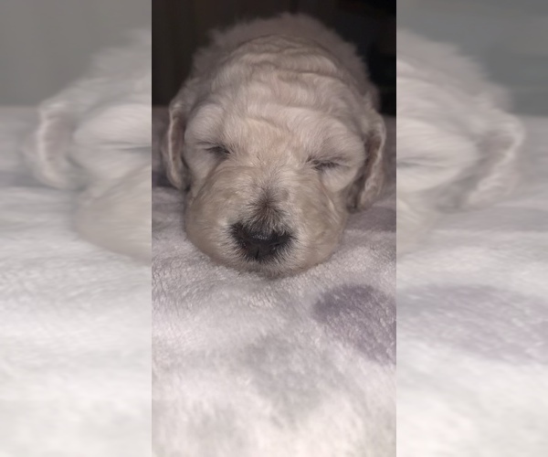 Medium Photo #5 Poodle (Standard) Puppy For Sale in DRESDEN, TN, USA
