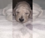 Small Photo #5 Poodle (Standard) Puppy For Sale in DRESDEN, TN, USA