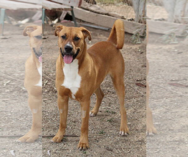 Medium Photo #2 Rhodesian Ridgeback-Unknown Mix Puppy For Sale in El Centro, CA, USA