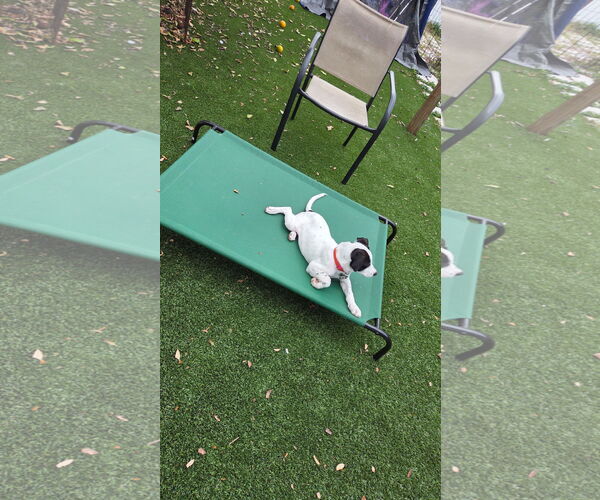 Medium Photo #5 Mutt Puppy For Sale in Orlando, FL, USA