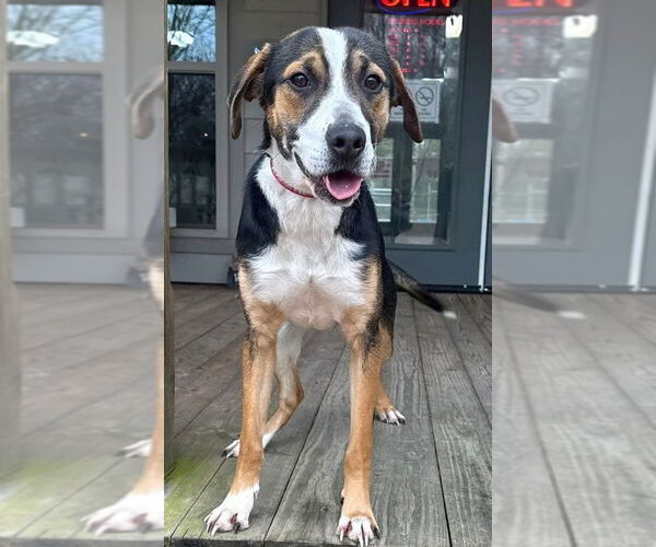 Medium Photo #2 Mutt Puppy For Sale in Minneapolis, MN, USA