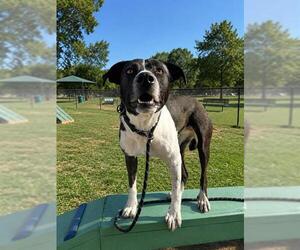Border Collie-Unknown Mix Dogs for adoption in Bakersfield, CA, USA