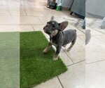 Small Photo #1 French Bulldog Puppy For Sale in LUCAS, TX, USA