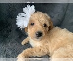 Small #3 Aussiedoodle Miniature 