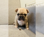 Small #16 French Bulldog