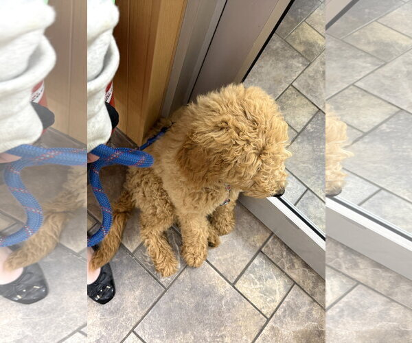 Medium Photo #6 Golden Retriever Puppy For Sale in Wheaton, IL, USA