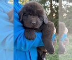 Small Photo #3 Newfoundland Puppy For Sale in ALVADA, OH, USA