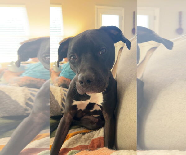 Medium Photo #4 American Staffordshire Terrier-Unknown Mix Puppy For Sale in Holly Springs, NC, USA