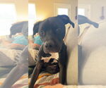 Small #3 American Staffordshire Terrier Mix
