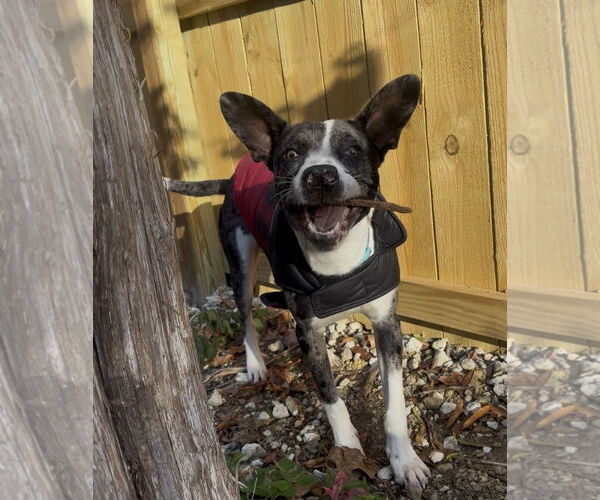 Medium Photo #5 Australian Shepherd-Catahoula Leopard Dog Mix Puppy For Sale in Newfoundland, PA, USA