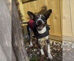 Small #4 Australian Shepherd-Catahoula Leopard Dog Mix
