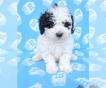 Puppy Blake Poodle (Miniature)
