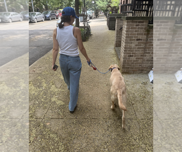 Medium Photo #24 Labrador Retriever-Unknown Mix Puppy For Sale in Brooklyn, NY, USA