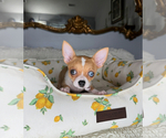 Small #1 Chihuahua