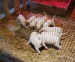 Small Photo #17 Pointer Puppy For Sale in CENTREVILLE, MD, USA