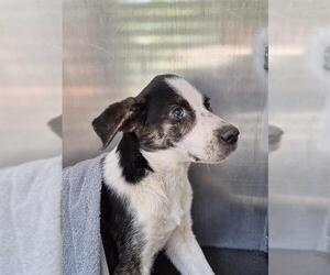 American Staffordshire Terrier-Unknown Mix Dogs for adoption in San Antonio, TX, USA