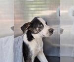 Small American Staffordshire Terrier Mix