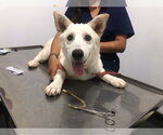 Small #6 white german shepherd Mix
