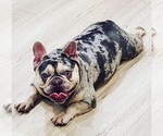 Small Photo #1 French Bulldog Puppy For Sale in DANBURY, CT, USA