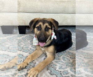 German Shepherd Dog Dogs for adoption in San Leon, TX, USA