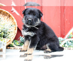 Small Photo #10 German Shepherd Dog Puppy For Sale in PARKESBURG, PA, USA