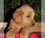 Small #1 Goldendoodle