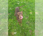 Small Photo #8 Doberman Pinscher-Unknown Mix Puppy For Sale in Minneaoplis, MN, USA