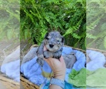 Small Photo #14 Schnauzer (Miniature) Puppy For Sale in BRUNDIDGE, AL, USA
