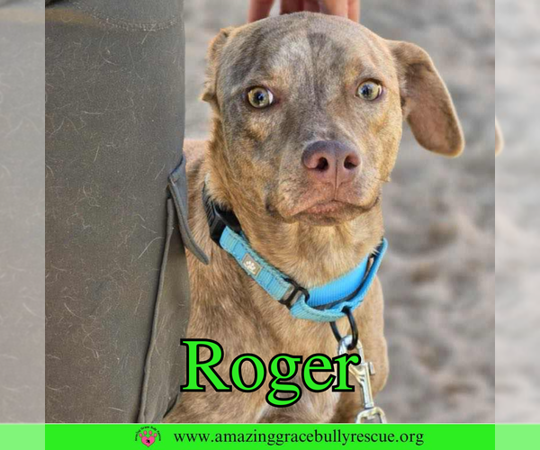 Medium Photo #1 Mutt Puppy For Sale in Pensacola, FL, USA