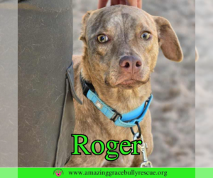 Mutt Dogs for adoption in Pensacola, FL, USA