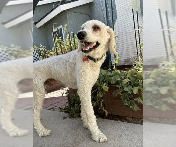 Medium Photo #5 Poodle (Standard)-Unknown Mix Puppy For Sale in San Diego, CA, USA