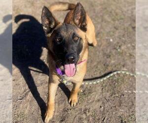 Mutt Dogs for adoption in Aurora, CO, USA