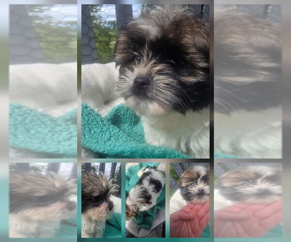 Medium Photo #2 Shorkie Tzu Puppy For Sale in LEBANON, OR, USA
