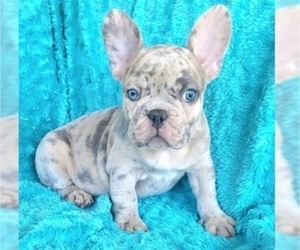 French Bulldog Puppy for Sale in LAS VEGAS, Nevada USA