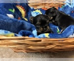 Small Photo #30 Yorkshire Terrier Puppy For Sale in BRIDGETON, NJ, USA