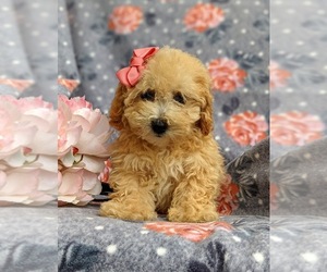 Maltipoo-Poodle (Miniature) Mix Puppy for sale in LINCOLN UNIV, PA, USA