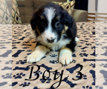 Puppy Boy 3 Australian Shepherd